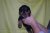 Puppies J
